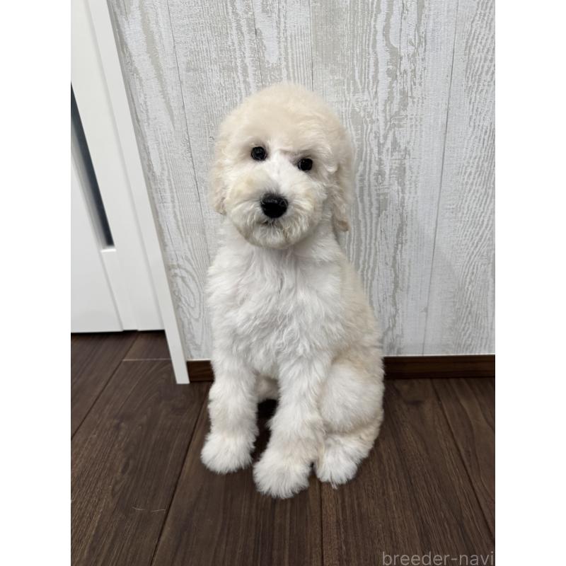 販売中の三重県のスタンダードプードル-408368