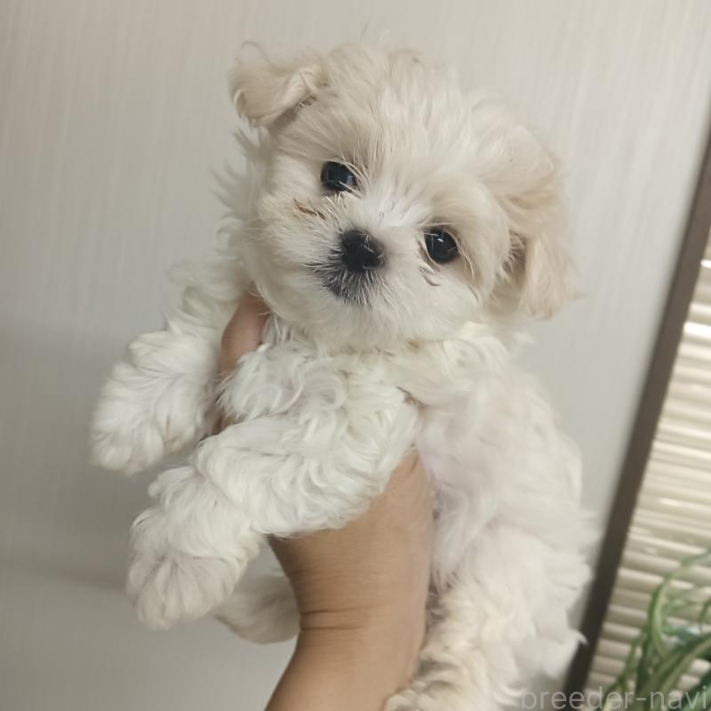 販売中の山口県のマルチーズ-416923