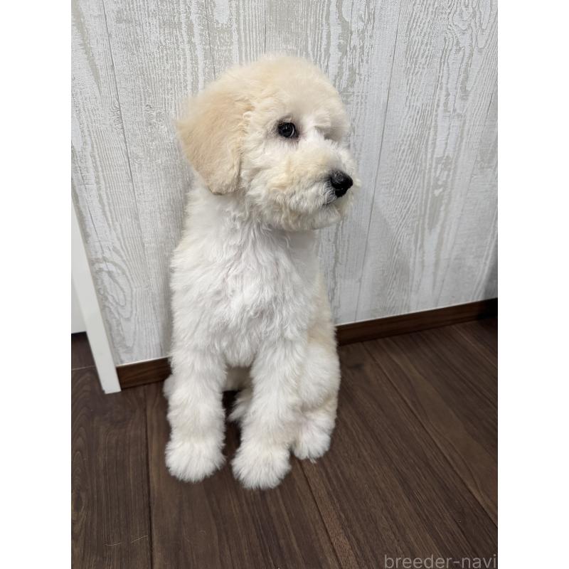 販売中の三重県のスタンダードプードル-408368の7枚目