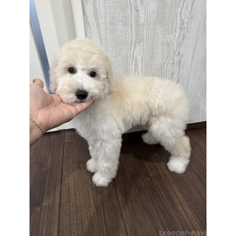 販売中の三重県のスタンダードプードル-408368の6枚目