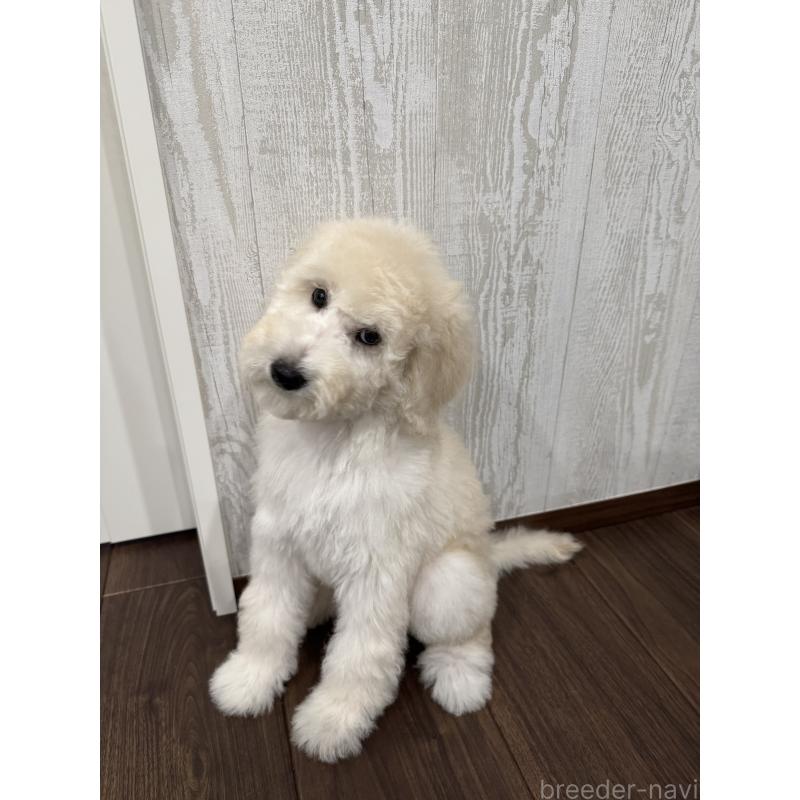 販売中の三重県のスタンダードプードル-408368の5枚目