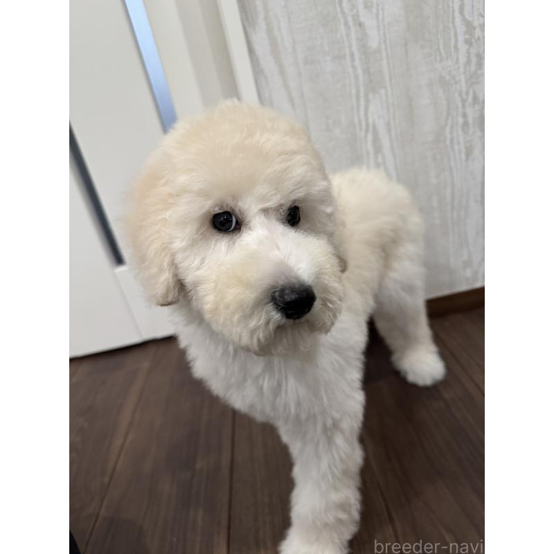 販売中の三重県のスタンダードプードル-408368の4枚目