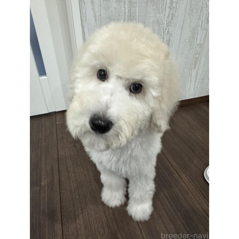 販売中の三重県のスタンダードプードル-408368の3枚目