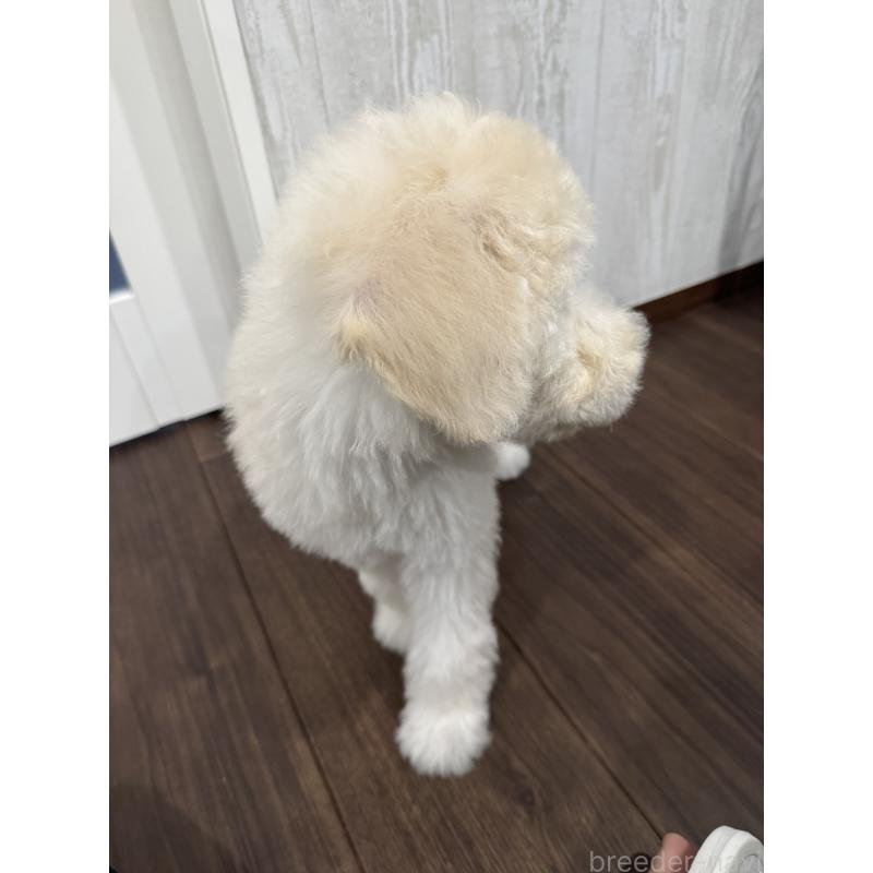 販売中の三重県のスタンダードプードル-408368の2枚目