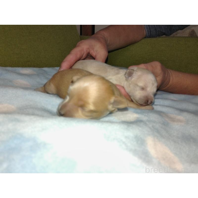 販売中の福岡県のミックス犬-422289の3枚目