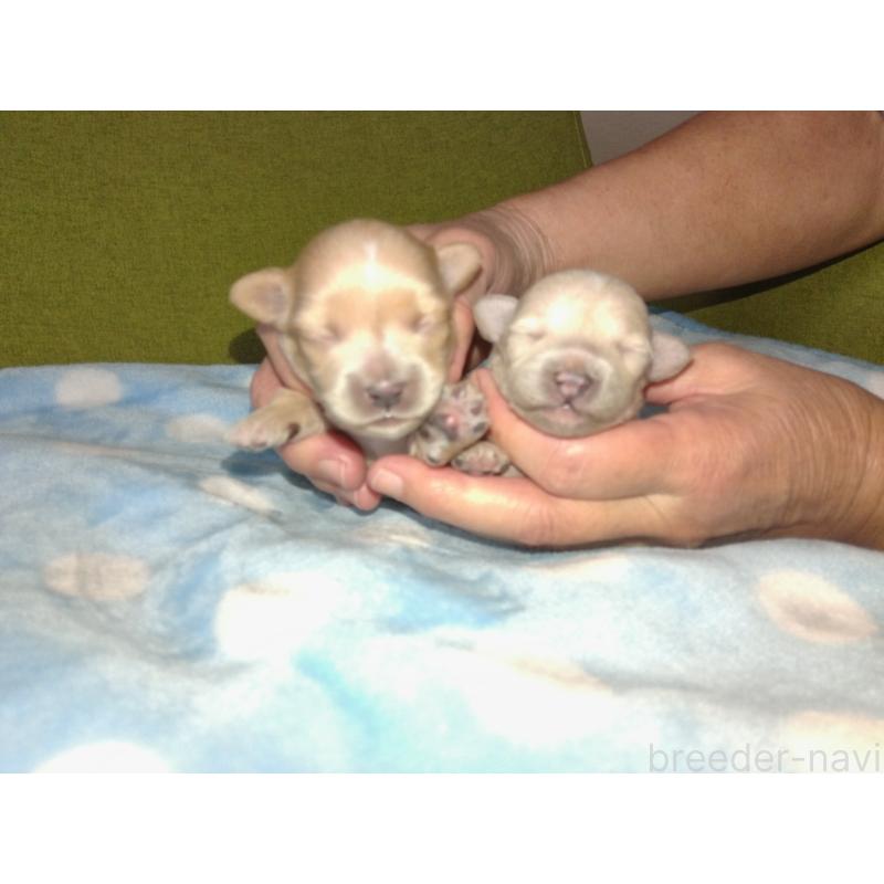 販売中の福岡県のミックス犬-422289の2枚目