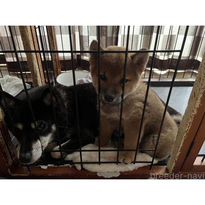販売中の福島県の柴犬-419054