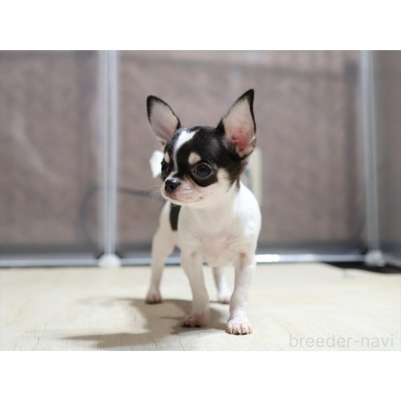 販売中の愛知県のチワワ(スムースコート)-410056の14枚目