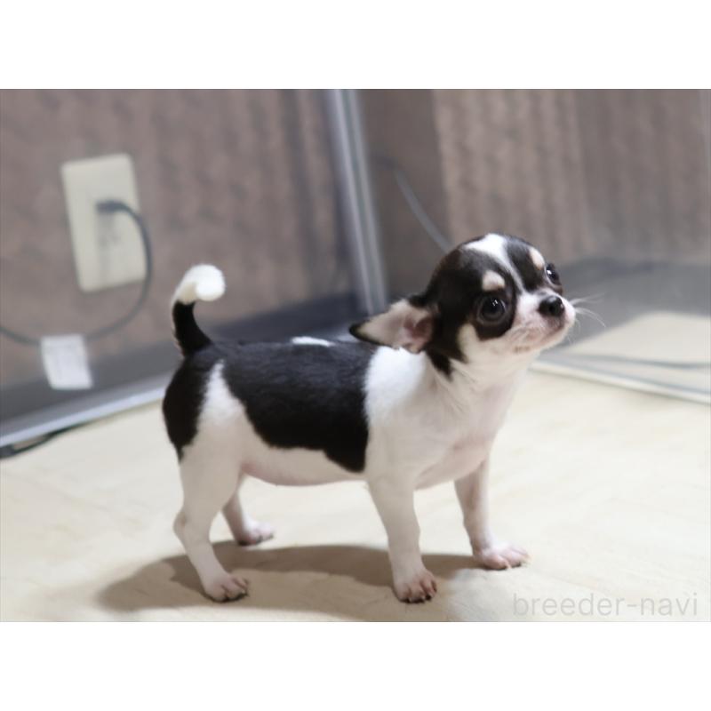 販売中の愛知県のチワワ(スムースコート)-410056の13枚目