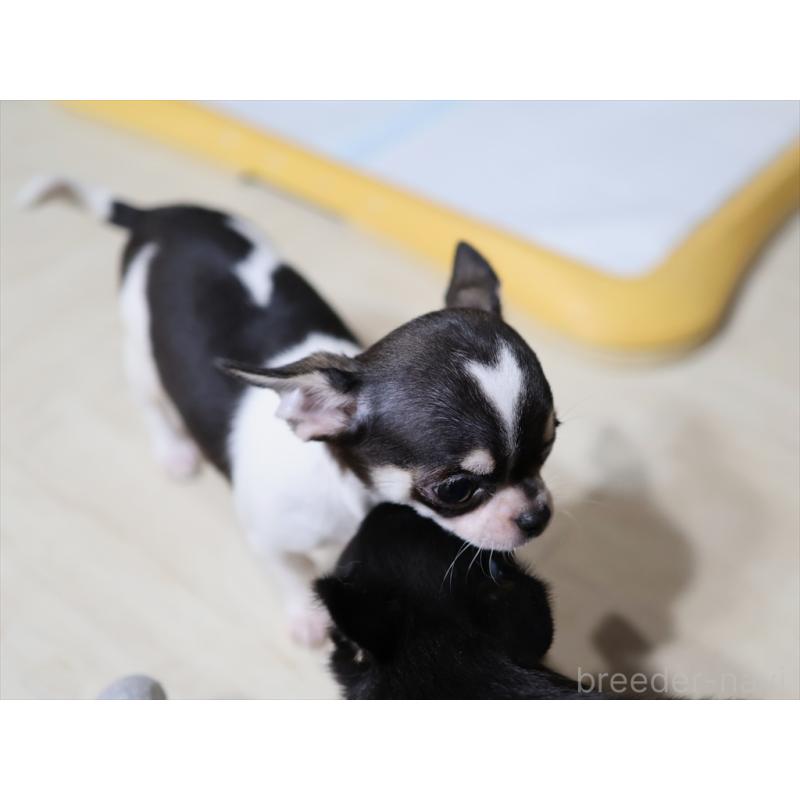 販売中の愛知県のチワワ(スムースコート)-410056の10枚目