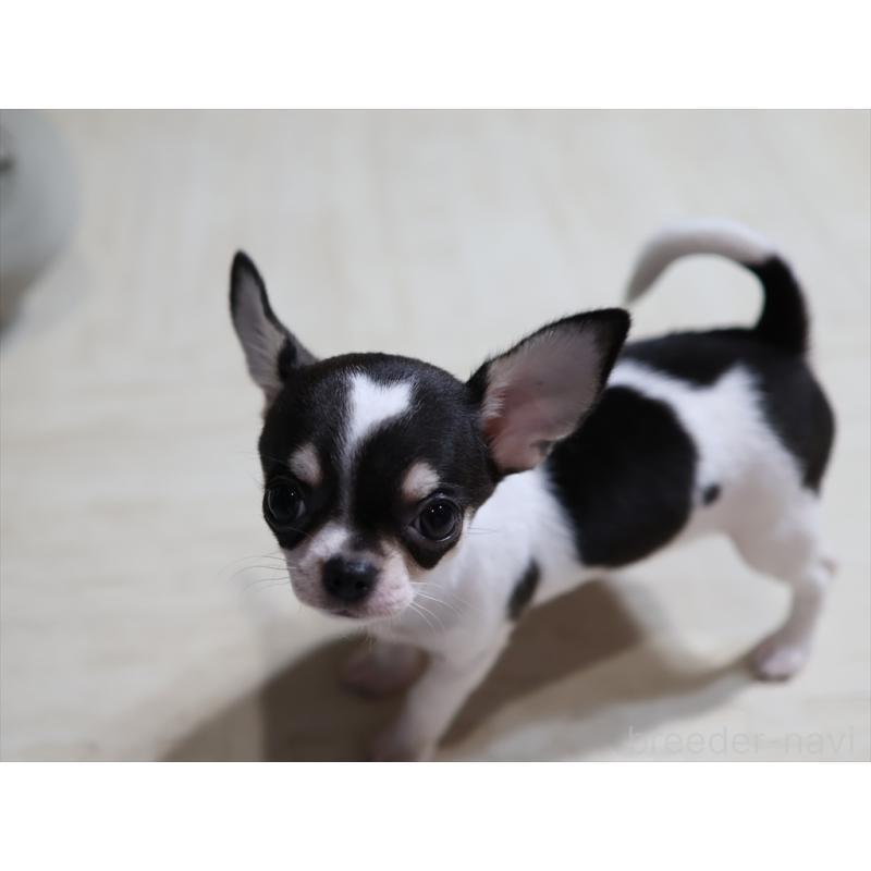 販売中の愛知県のチワワ(スムースコート)-410056の8枚目