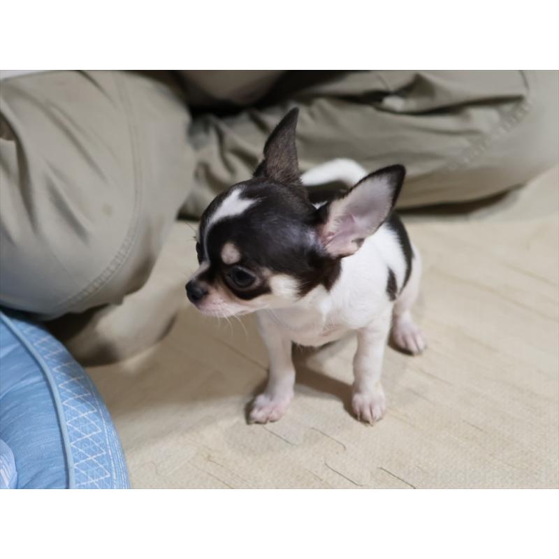 販売中の愛知県のチワワ(スムースコート)-410056の7枚目