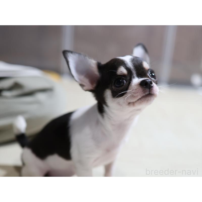 販売中の愛知県のチワワ(スムースコート)-410056の6枚目