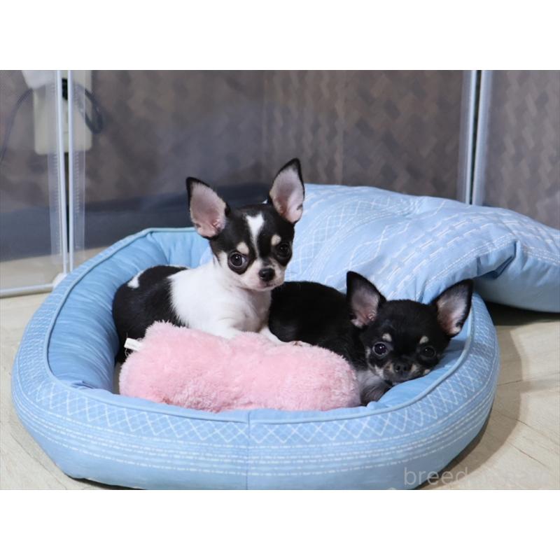 販売中の愛知県のチワワ(スムースコート)-410056の4枚目