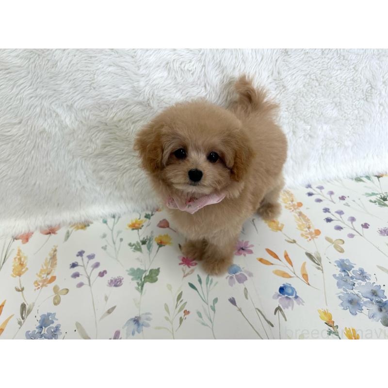 成約済の福岡県のティーカッププードル-416362の1枚目