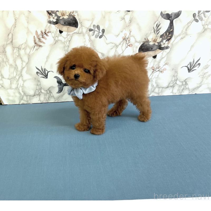 成約済の福岡県のティーカッププードル-420815の4枚目