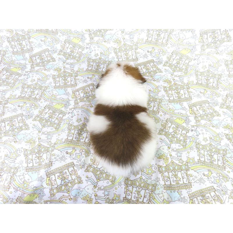 販売中の千葉県のパピヨン-422291の6枚目