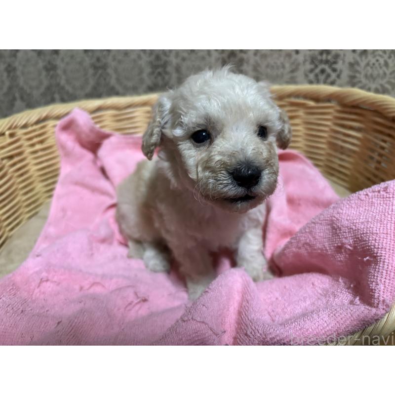 販売中の千葉県のトイプードル-418156の4枚目