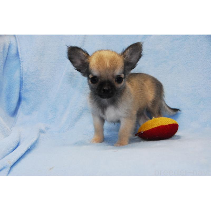 販売中の福岡県のチワワ(ロングコート)-413411の5枚目