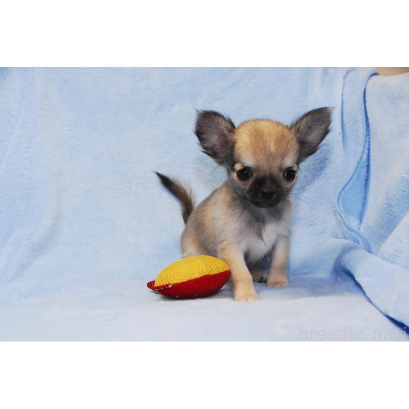 販売中の福岡県のチワワ(ロングコート)-413411の4枚目