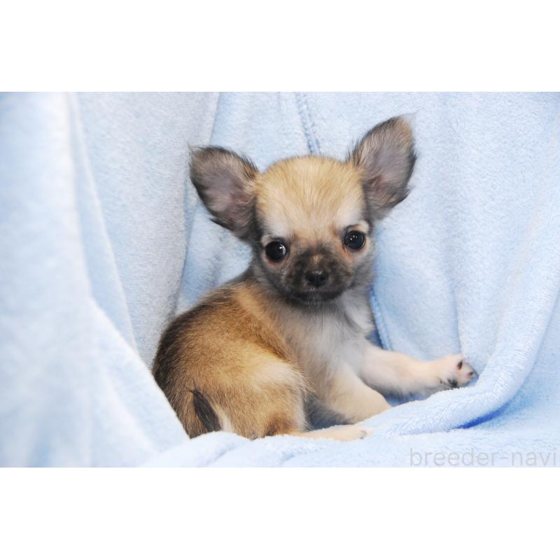 販売中の福岡県のチワワ(ロングコート)-413411の3枚目