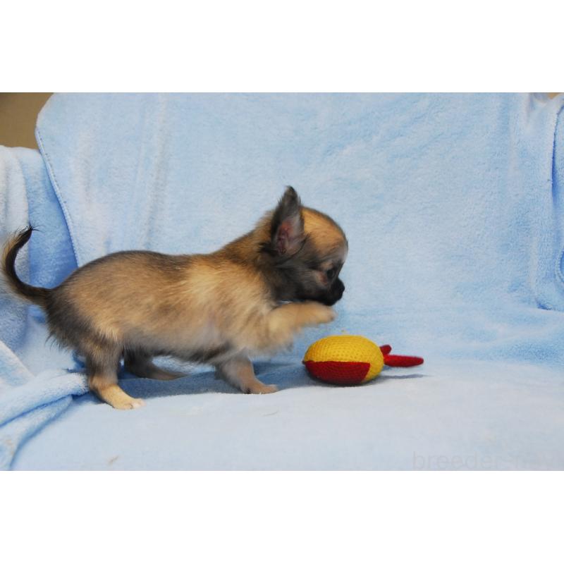 販売中の福岡県のチワワ(ロングコート)-413411の2枚目