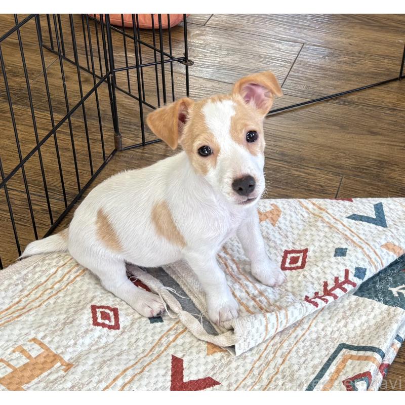 成約済の京都府のジャックラッセルテリア-411953の2枚目