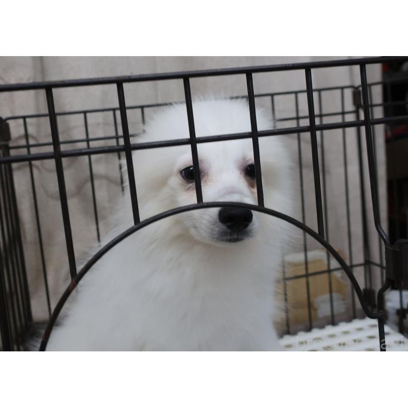 成約済の長崎県の日本スピッツ-407267の5枚目