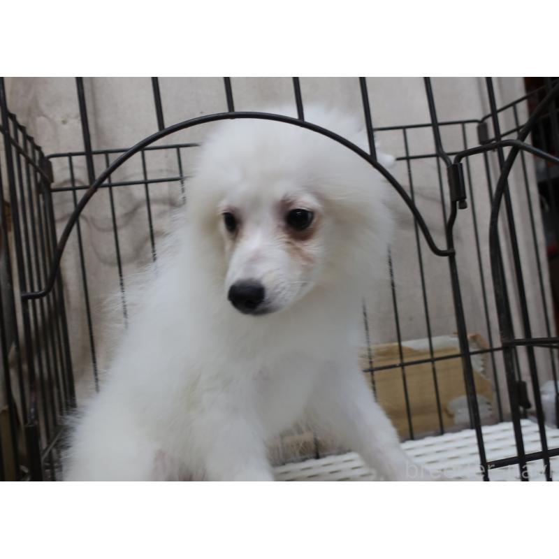 成約済の長崎県の日本スピッツ-407267の4枚目