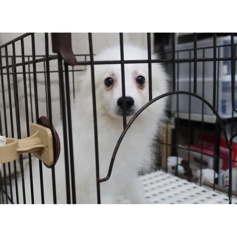 成約済の長崎県の日本スピッツ-407267の3枚目