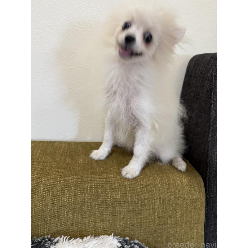 販売中の滋賀県のポメラニアン-390056の3枚目