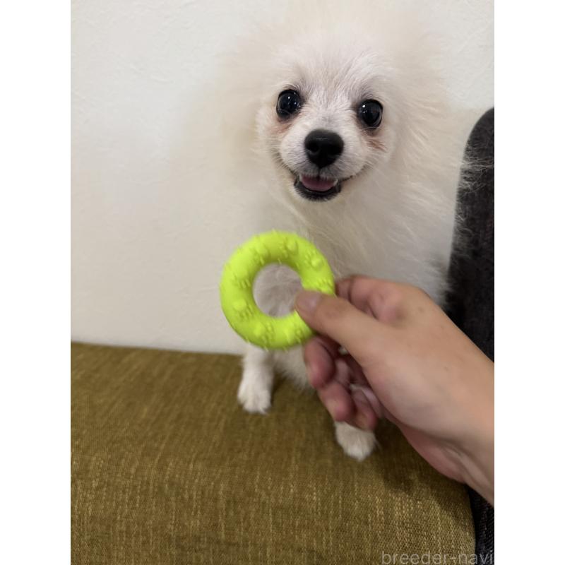 販売中の滋賀県のポメラニアン-390056の2枚目