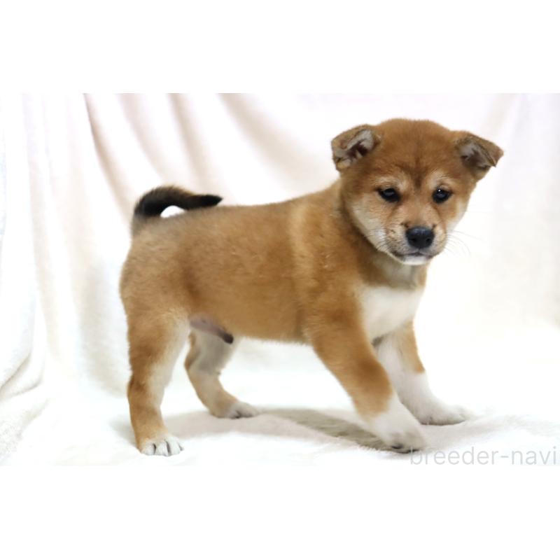 販売中の滋賀県の柴犬-422307の15枚目