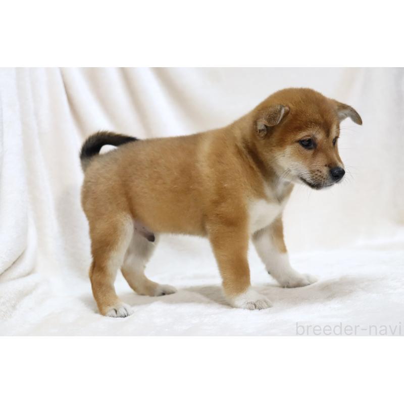 販売中の滋賀県の柴犬-422307の14枚目