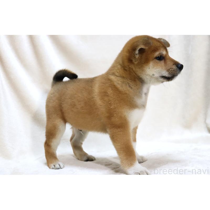 販売中の滋賀県の柴犬-422307の13枚目