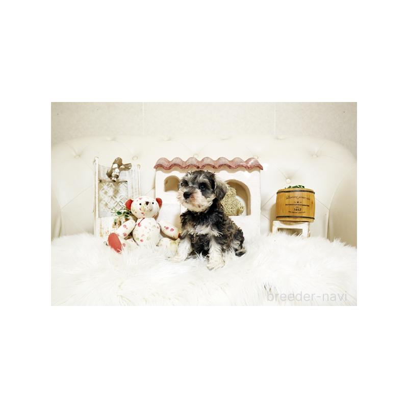 成約済の佐賀県のミニチュアシュナウザー-419458の5枚目