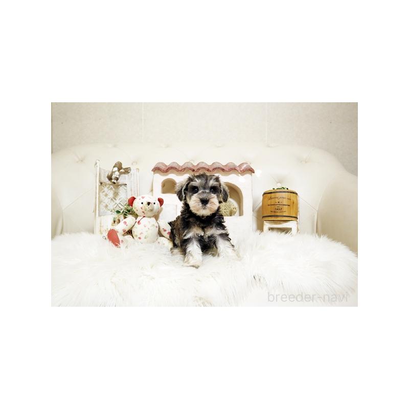 成約済の佐賀県のミニチュアシュナウザー-419458の4枚目