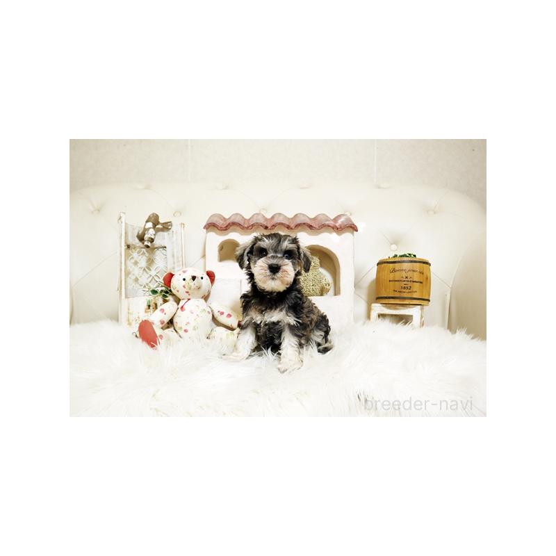 成約済の佐賀県のミニチュアシュナウザー-419458の3枚目