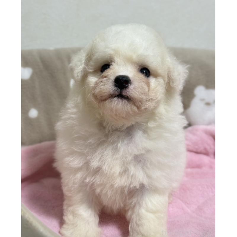販売中の千葉県のビションフリーゼ-422315の3枚目