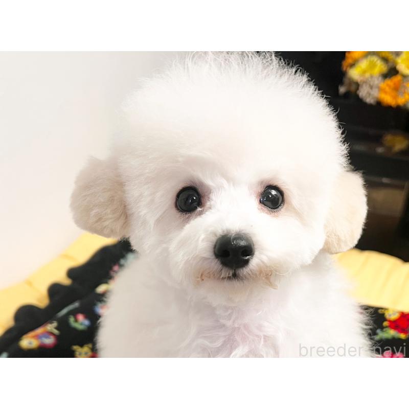 成約済の石川県のトイプードル-408653の4枚目