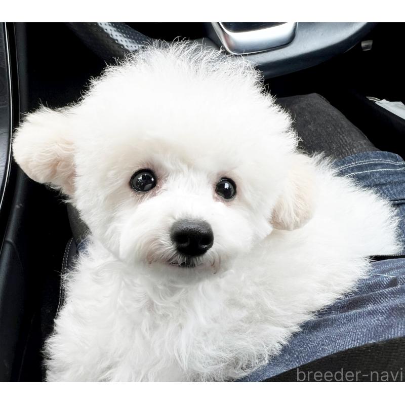 成約済の石川県のトイプードル-408653の2枚目