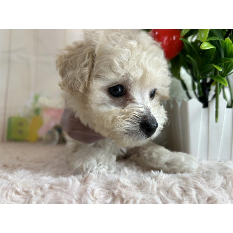 成約済の広島県のトイプードル-418607の8枚目