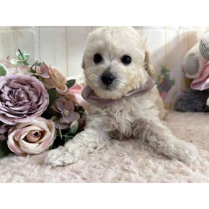 成約済の広島県のトイプードル-418607の5枚目