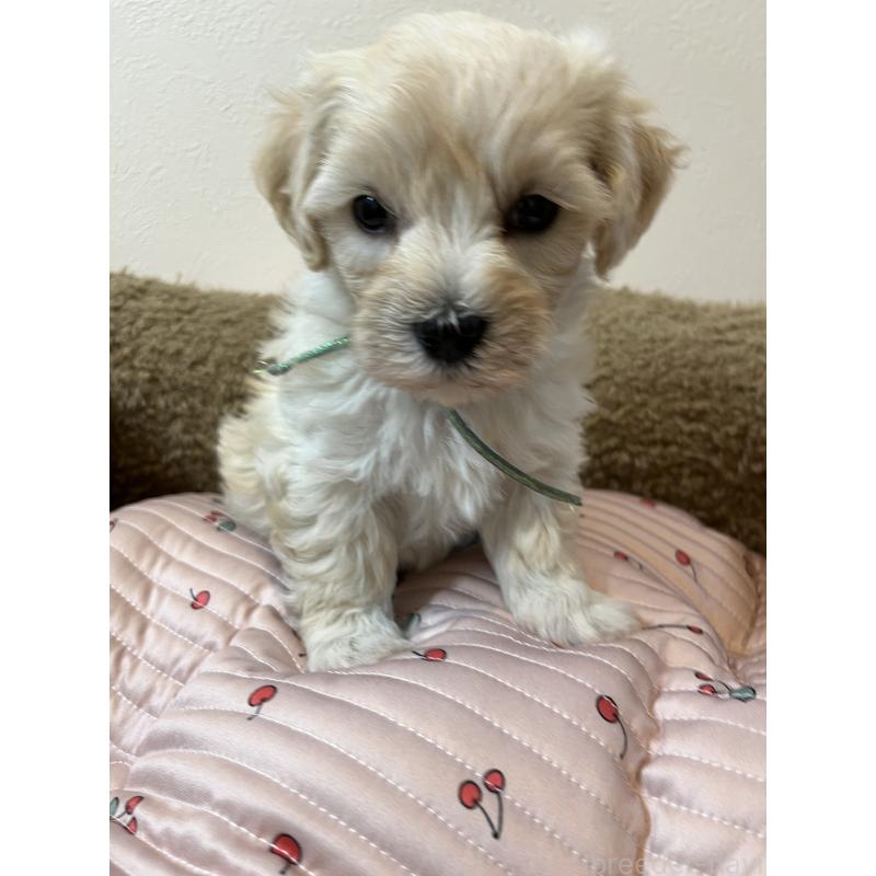 販売中の埼玉県のミックス犬-422338の9枚目
