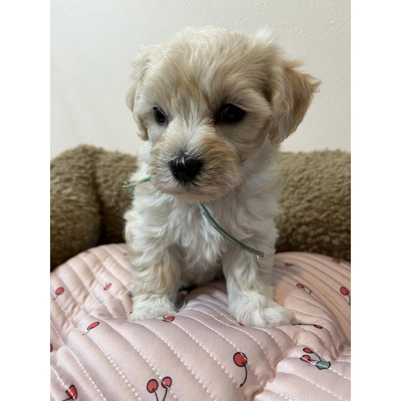 販売中の埼玉県のミックス犬-422338の8枚目