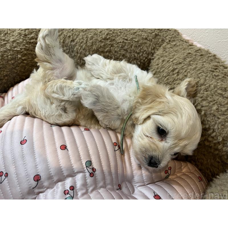 販売中の埼玉県のミックス犬-422338の5枚目