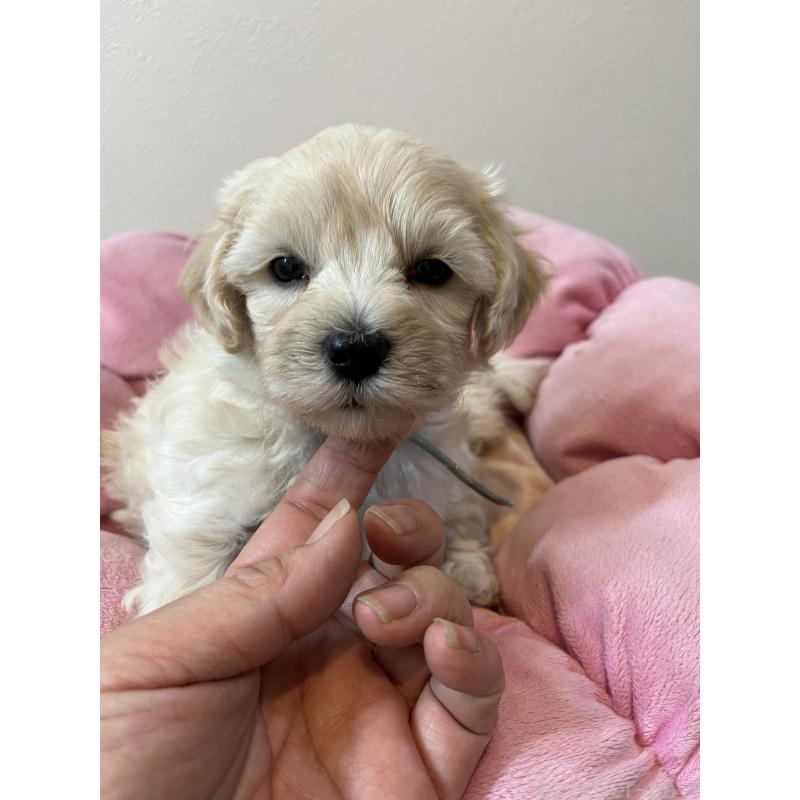 販売中の埼玉県のミックス犬-422338の4枚目