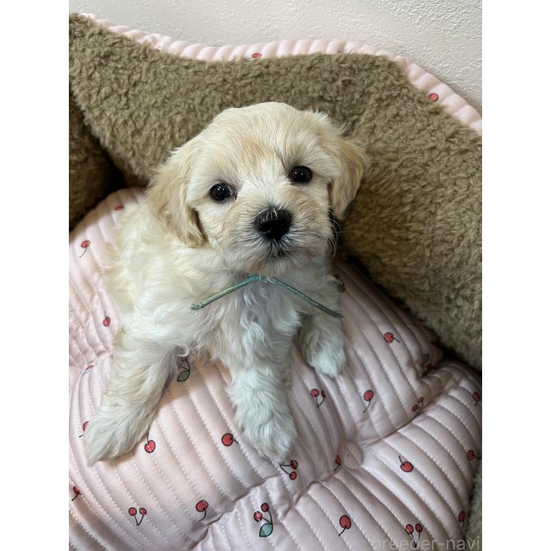 販売中の埼玉県のミックス犬-422338の3枚目