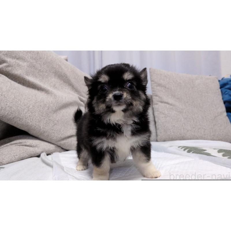 成約済の茨城県のチワワ(ロングコート)-418733の5枚目