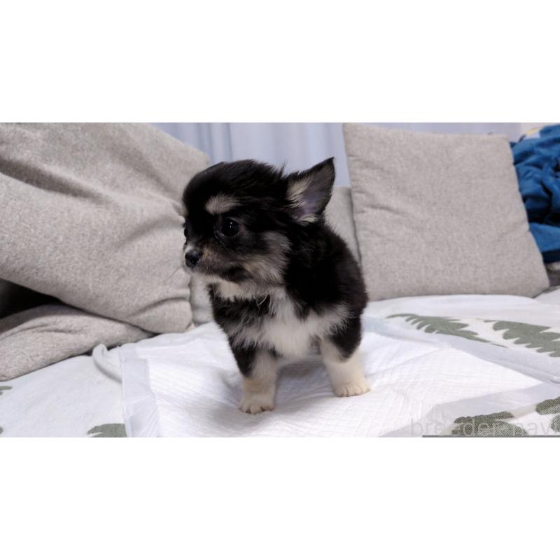 成約済の茨城県のチワワ(ロングコート)-418733の4枚目